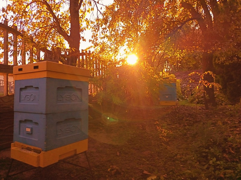 Październik w pasiece – czas ciszy i troski 