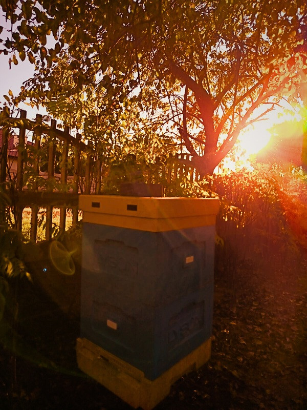Październik w pasiece – czas ciszy i troski 
