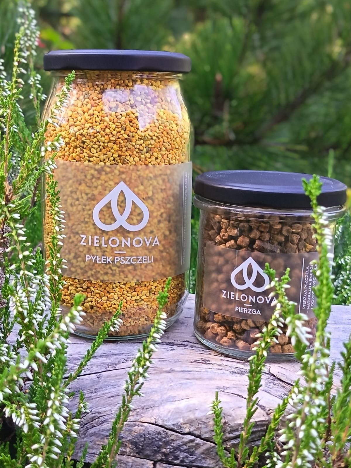Pyłek pszczeli i pierzga – naturalne wsparcie odporności na jesień .